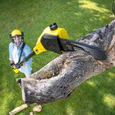 Professional Tree Removal and Landscaping Services in Victoria, MN